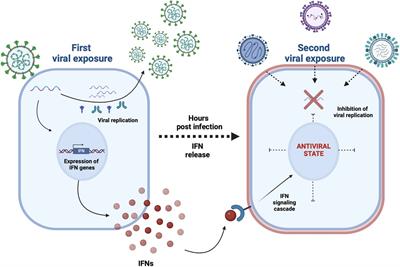 An overview on viral interference during SARS-CoV-2 pandemic